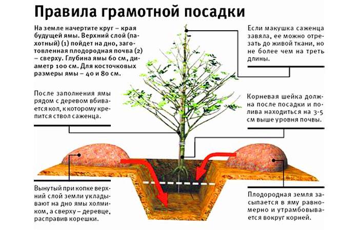 Посадка яблони: как правильно посадить саженец яблони весной и осенью, инструкция - почва.нет