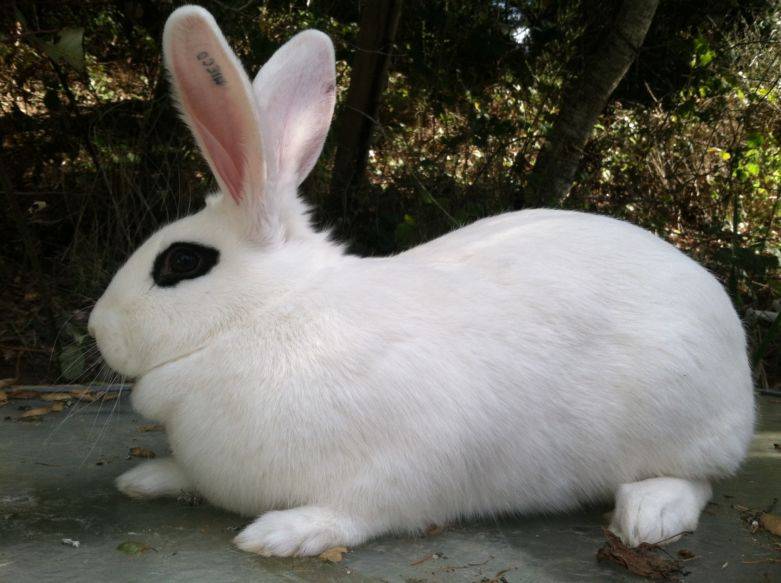 Породы кроликов: описание и разновидности
