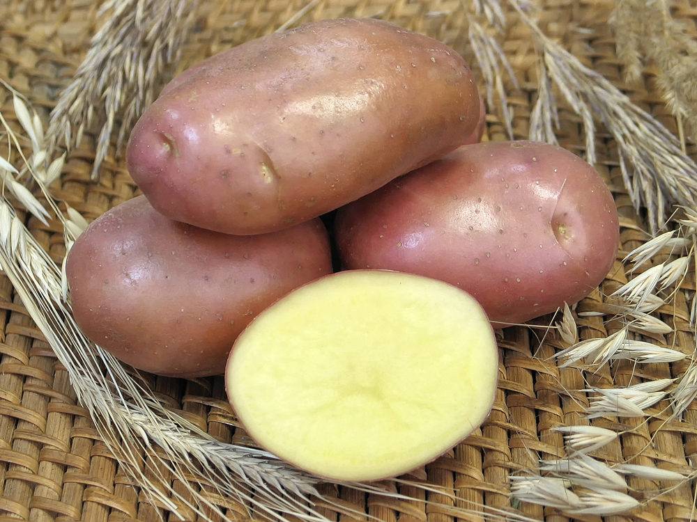 Сорт картофеля «ажур»: характеристика, урожайность, отзывы и фото