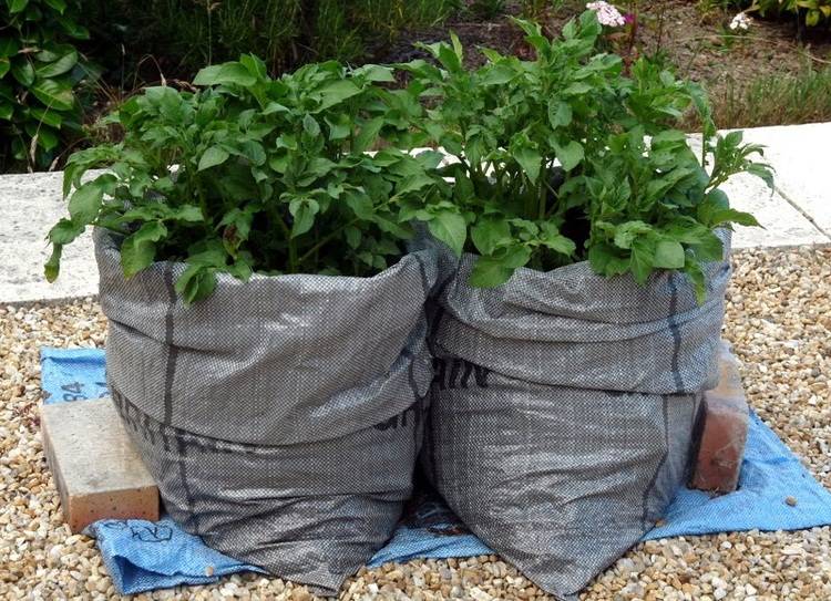 Выращивание картофеля в мешках — секреты, советы, видео — как картошку сажать в мешках — про огород