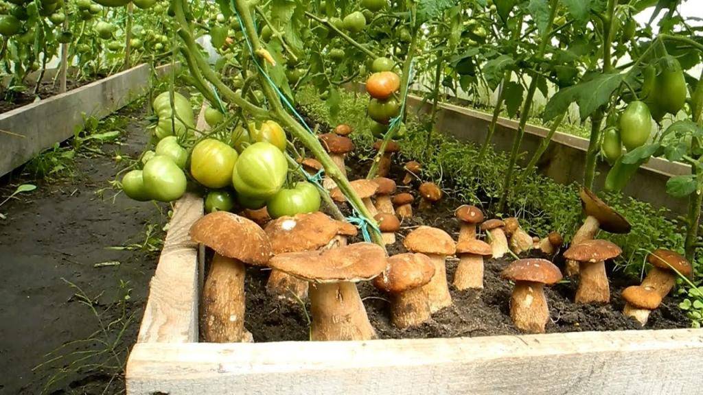 Выращивание грибов на даче и в огороде: пошаговая инстуркция