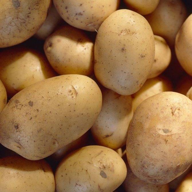Фелокс: описание семенного сорта картофеля, характеристики, агротехника