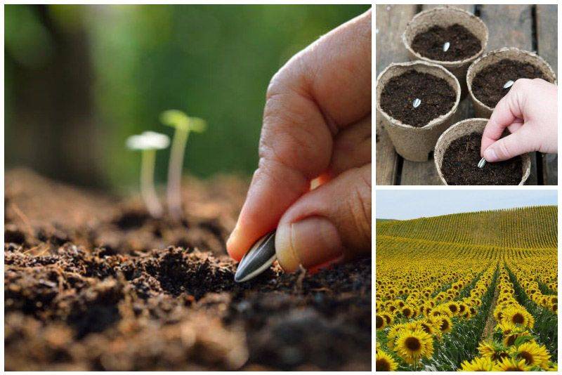 О выращивании подсолнуха в открытом грунте: агротехника, уход, полив