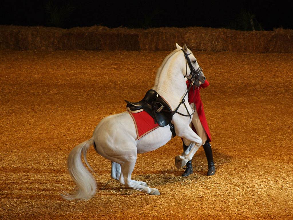 Липицианские лошади — описание экстерьера, качества породы