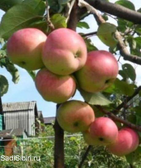О яблоне горнист описание сорта, характеристики, агротехника, выращивание