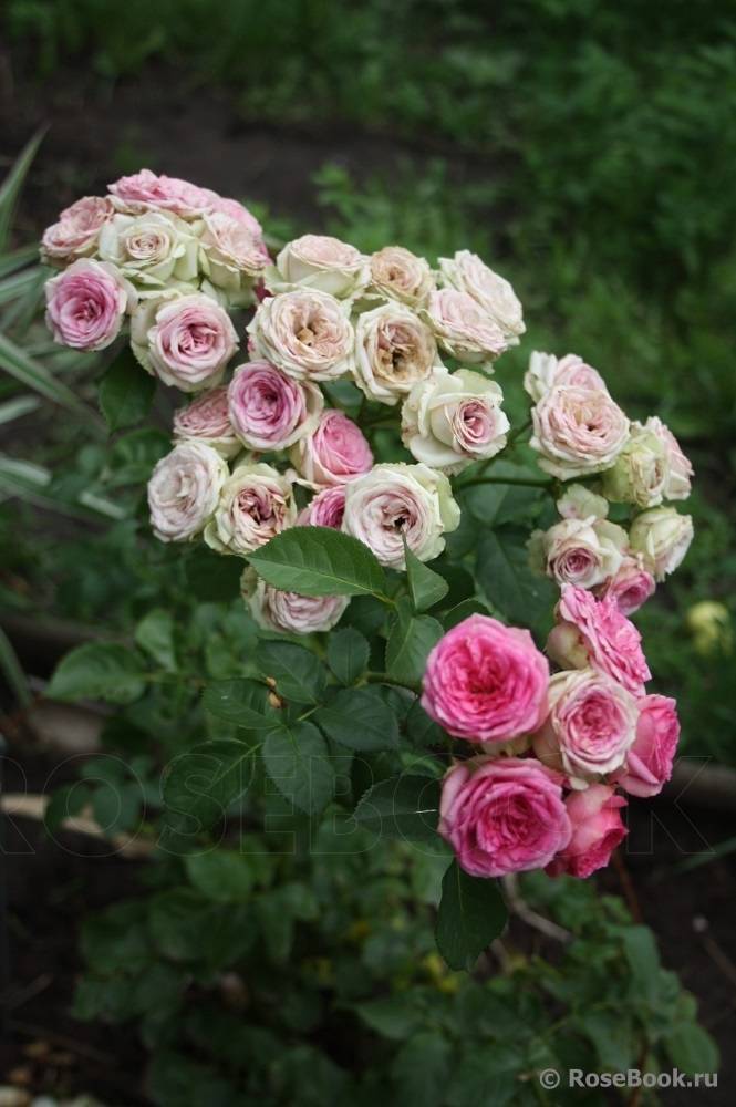 Мими эден роза - описание сорта, правила выращивания, советы и отзывы | розоцвет
