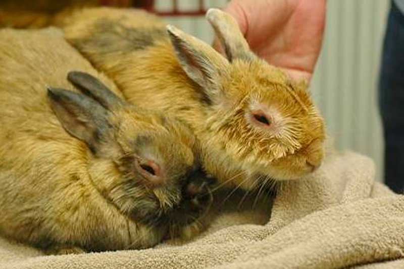 Миксоматоз у кроликов: симптомы, лечение, профилактика болезни