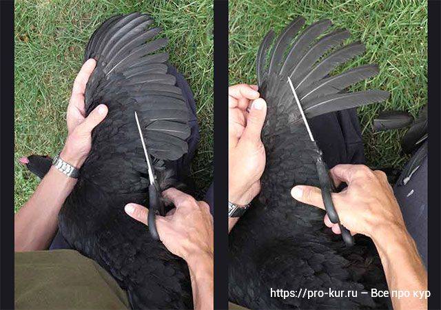 Пошаговая инструкция и фото как правильно подрезать курам крылья