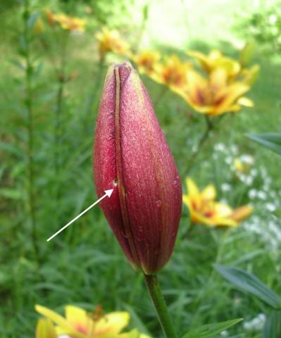 Болезни и вредители лилий: описание заболеваний и насекомых, повреждающих цветы, способы борьбы