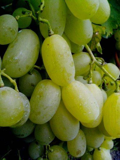 Виноград велика — сорт с большими ягодами