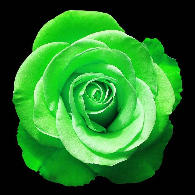 Зеленые розы существуют: 5 сортов с необычной расцветкой