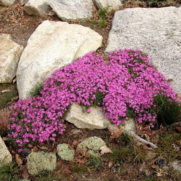 Топ-23 растения для альпийской горки | (80+ фото)