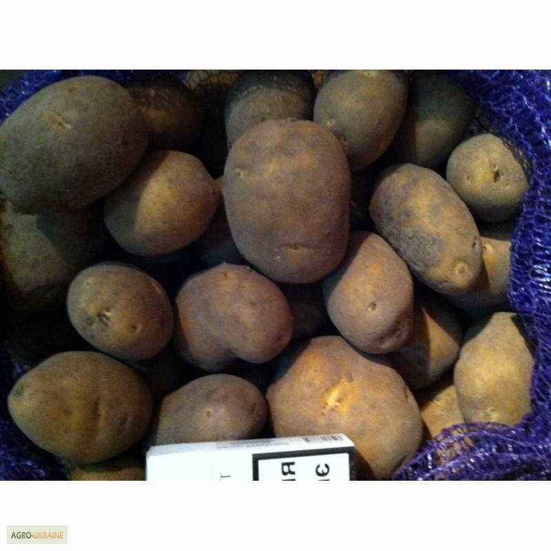 Картофель наташа: описание и характеристики сорта, посадка и уход, отзывы с фото