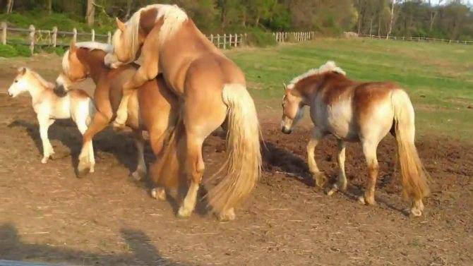 Успешное коневодство: как и для чего разводить лошадей