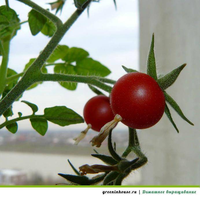 Лучшие способы опыления томатов помидоров в теплице