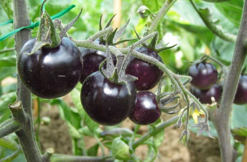 Сорта черных томатов с фото и описанием