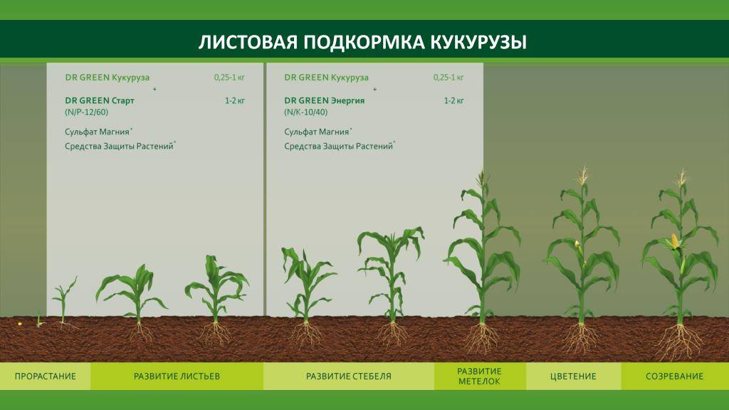 Как и чем подкормить малину весной для хорошего урожая сладких ягод на supersadovnik.ru