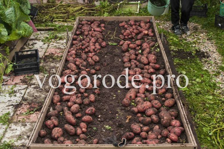 Посадка картофеля в гряды