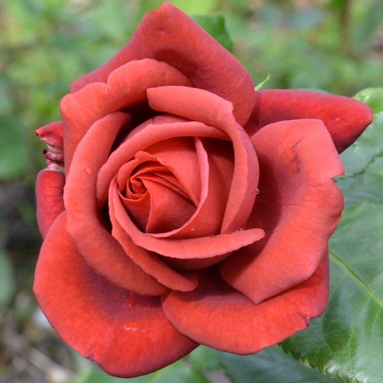 Роза терракота (terracota)