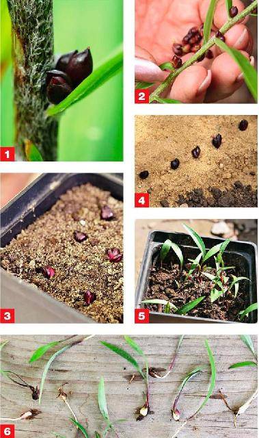 Размножение лилий: как размножить цветы бульбочками, черенками и листьями