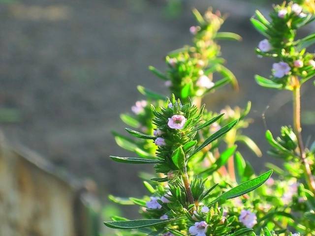 Вредоносный сорняк амброзия: когда цветёт, фото растения