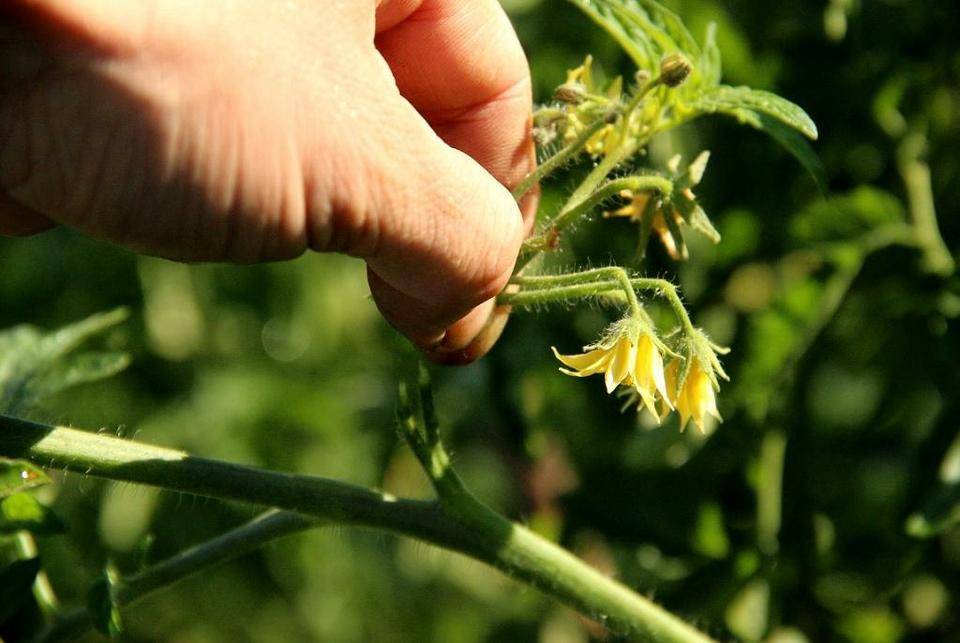 Как завязываются помидоры после цветения фото