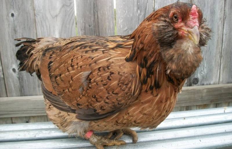 Амераукана (порода кур) — описание