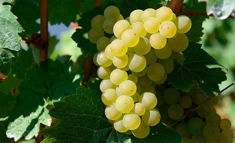 Виноград восторг - описание и характеристика сорта восторг