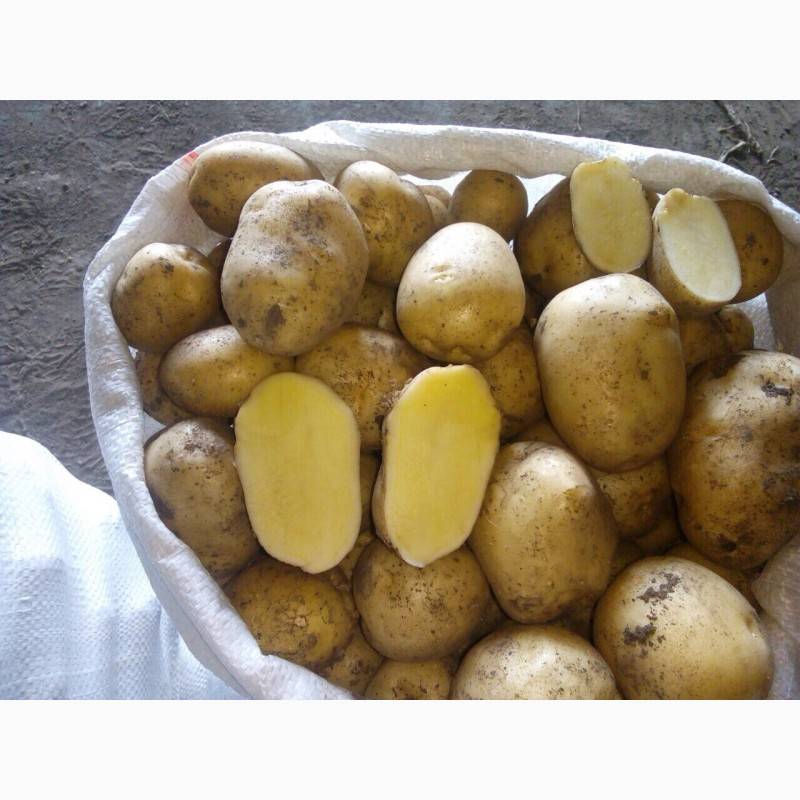 ᐉ сорт картофеля «ривьера» – описание и фото - roza-zanoza.ru