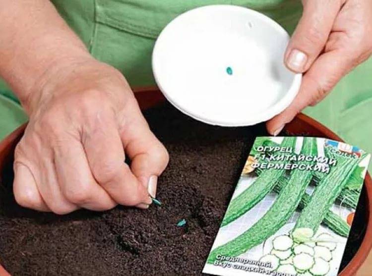 Как сажать огурцы на рассаду в домашних условиях