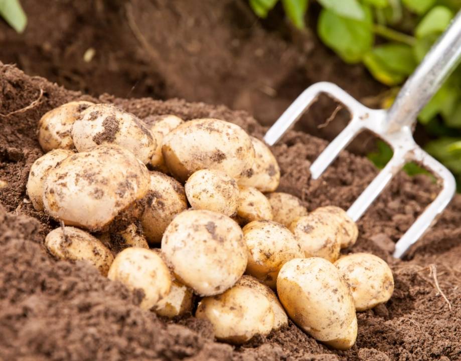 Когда сажать картофель в открытый грунт — когда сажать картофель в открытый грунт