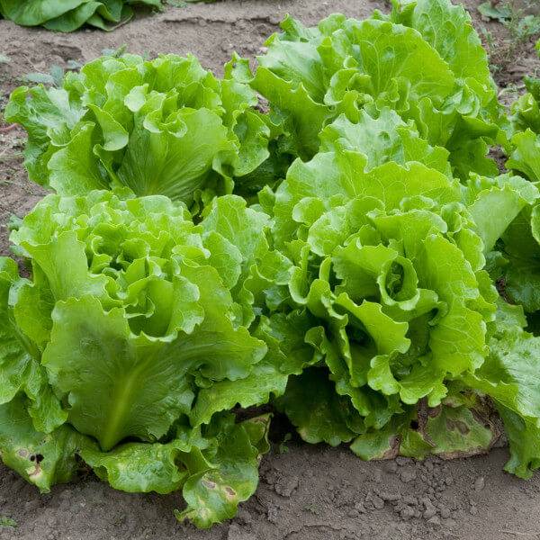 Ранние сорта салата листового для открытого грунта 2021