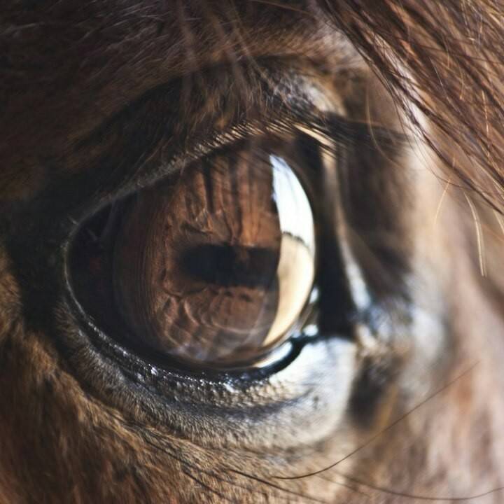 Зрение лошадей. особенности.