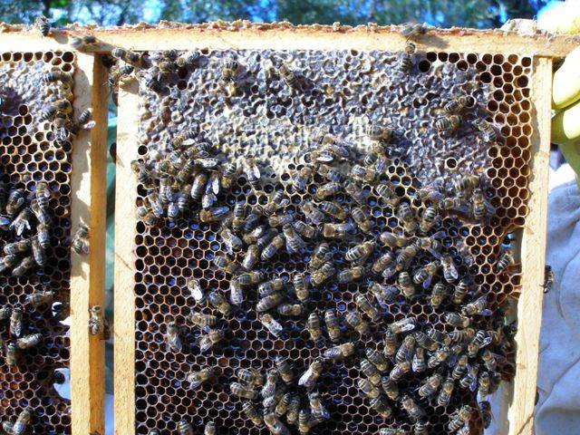 Время медосбора: как заготовить мед и позаботиться о пчелах