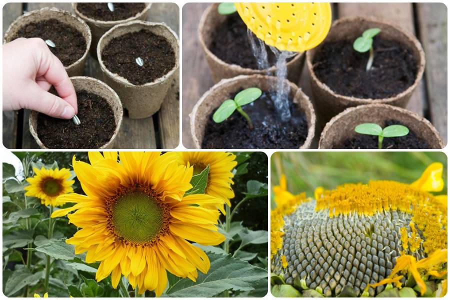 Выращивание подсолнуха из семян: как вырастить подсолнечник и собрать семечки для последующей посадки