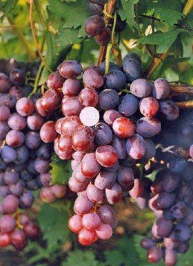 Характеристики винограда низина