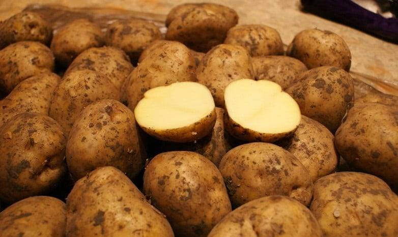 О картофеле Ривьера: описание сорта, характеристики, агротехника
