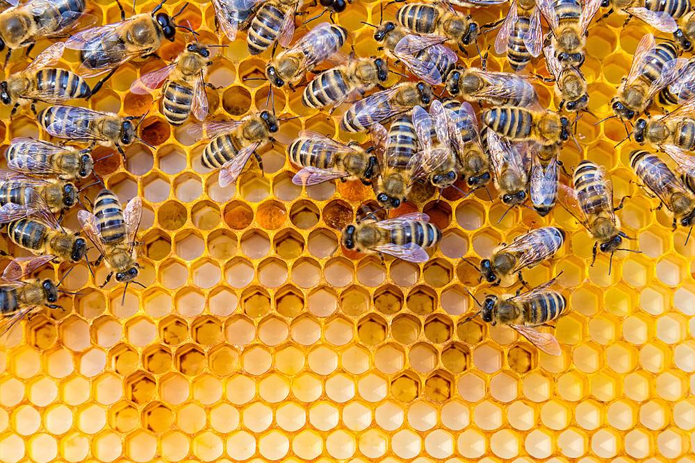 Как пчелы делают мед - видео и описание
