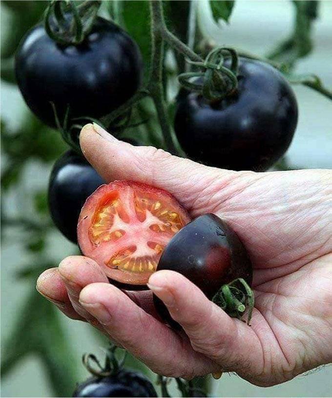 Черные помидоры: самые лучшие, вкусные сорта с описанием и фото