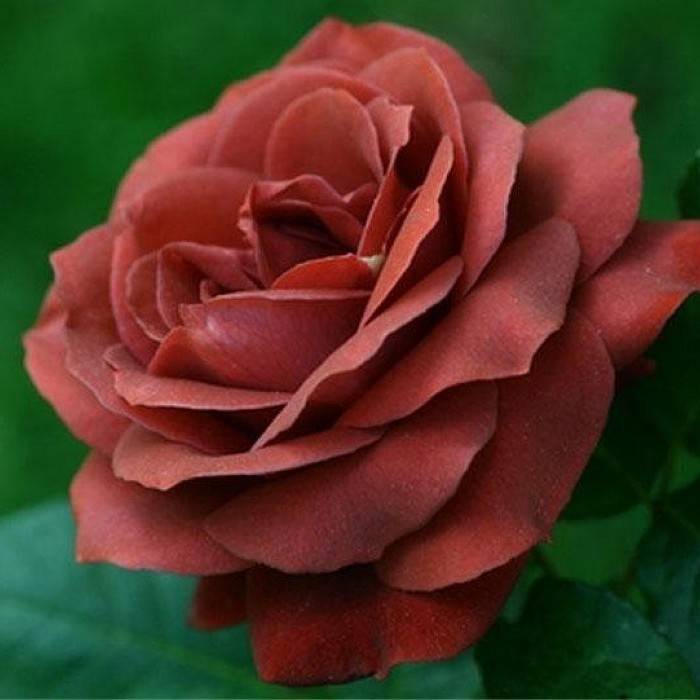 Роза терракота (terracotta) — описание чайно-гибридного сорта