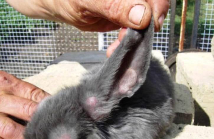 Миксоматоз у кроликов: как проявляется, чем лечить? миксоматоз у кроликов: можно ли есть мясо?