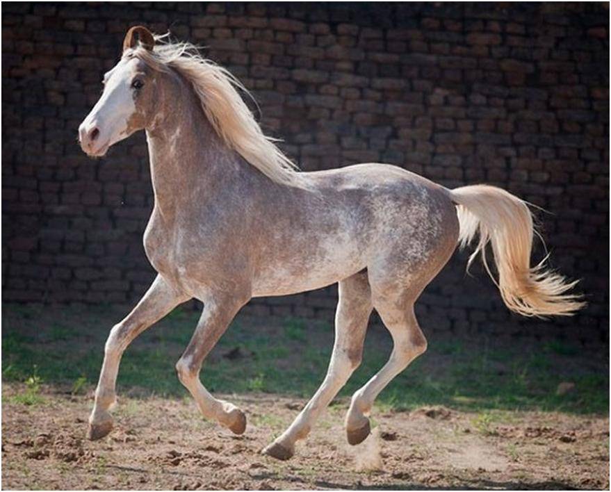 ✅ самые необычные лошади: топ редких и красивых мастей и пород лошадей в мире