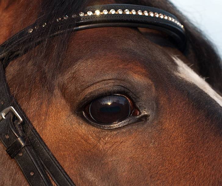 Особенности глаз лошади
