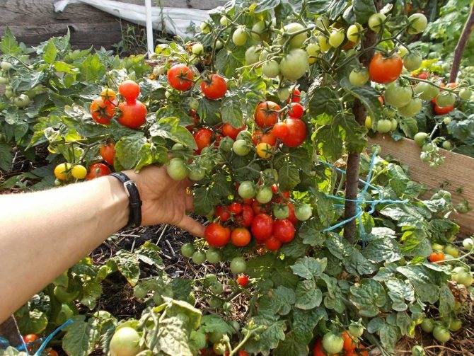 Томаты бонсай: характеристика и описание, выращивание помидоров дома на подоконнике или балконе пошагово, отзывы об урожайности балконных томатов