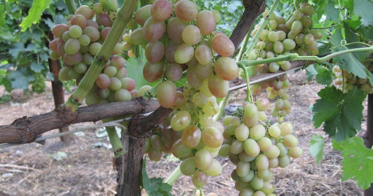Виноград тасон: описание сортов, фото, отзывы | qlumba.com