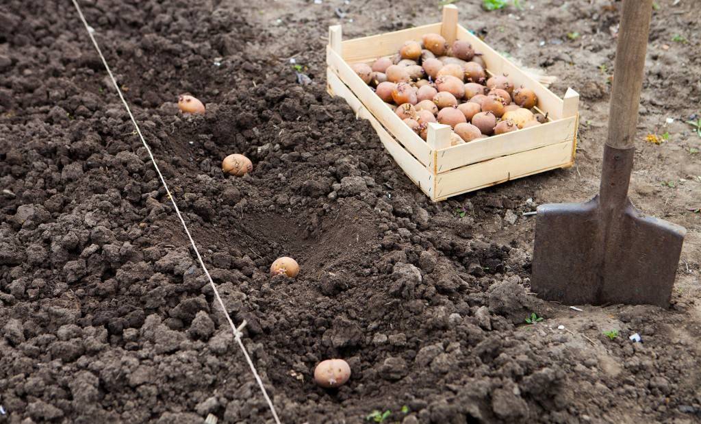 Картофель – выращивание и уход - сад 6 соток