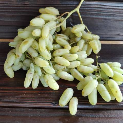 Виноград дамский пальчик - уход и выращивание сорта