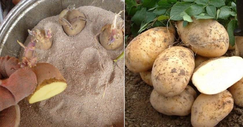 Картофель фелокс: описание сорта, способы защиты культуры от проволочника, отзывы и рекомендации садоводов