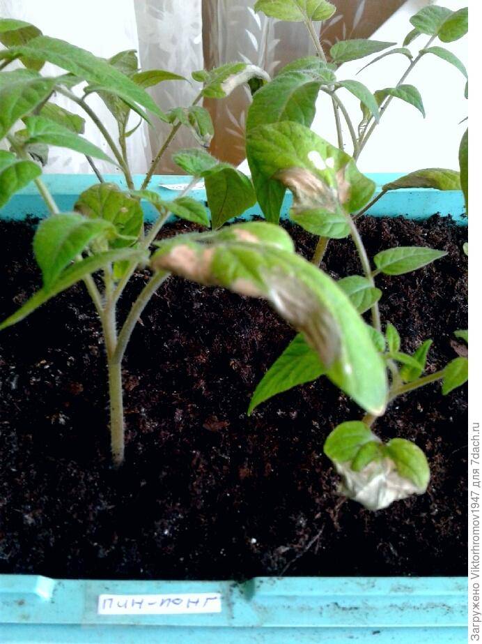 Сохнут листья у рассады помидоров: почему, что делать — selok.info