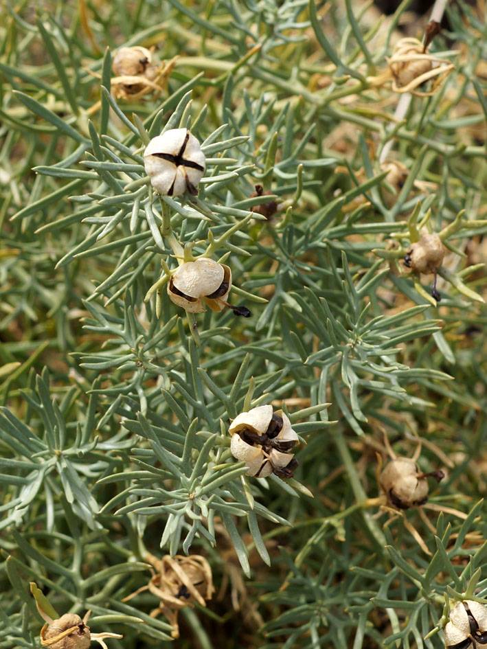 Зимолюбка зонтичная: лечебные свойства, противопоказания и особенности применения травы в медицине